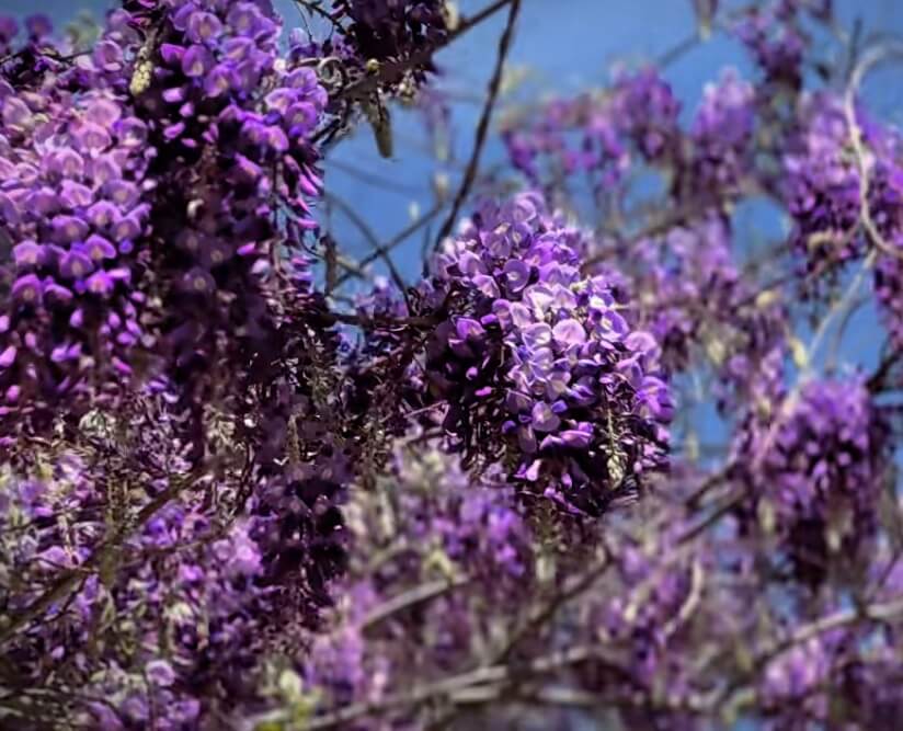 少海紫藤花开烂漫 湖光美景尽染春风